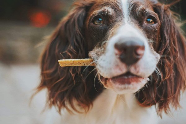 How to make homemade dog treats: healthy and tasty recipes
